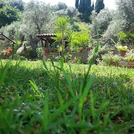 L'uliveto * Reitano (Messina)