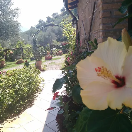 Feriegård L'uliveto *