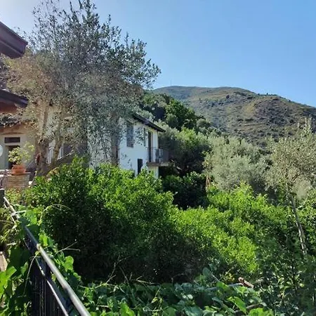 L'uliveto